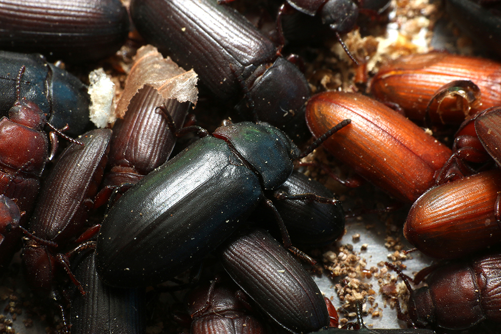 Can the mealworm be the answer to Africa’s plastic waste problem